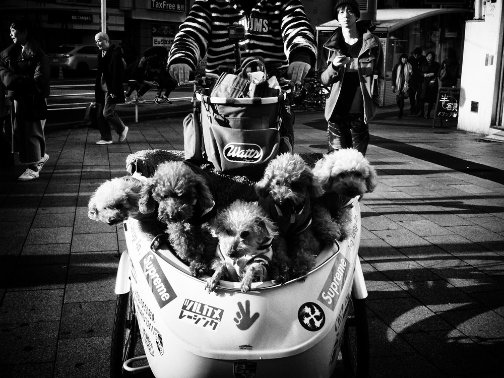 Shibuya Street - TOKYO 2018 von Ash Shinya Kawaoto