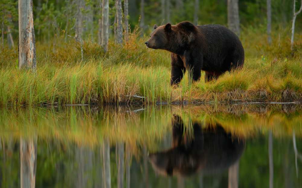 Bear and fish *** von Assaf Gavra