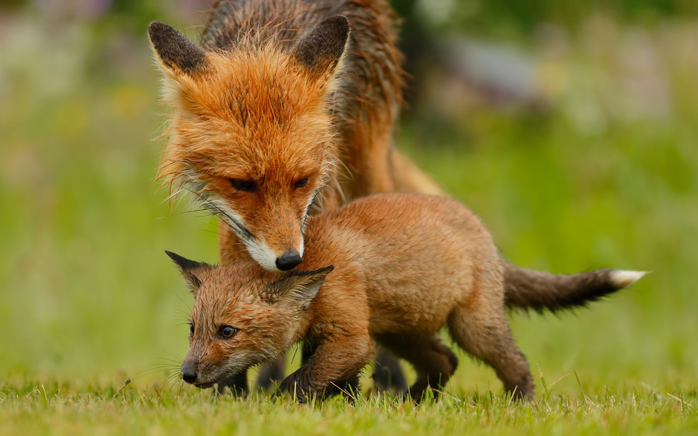 Protective Mom von Assaf Gavra