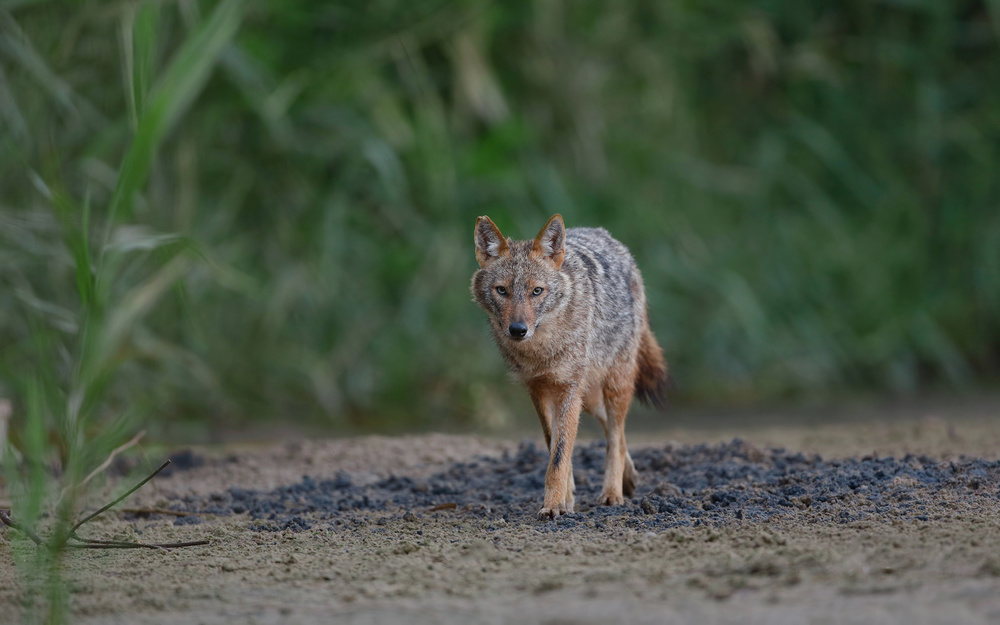 Blue eyes Jackal von Assaf Gavra