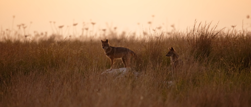 Dusk Jackals von Assaf Gavra