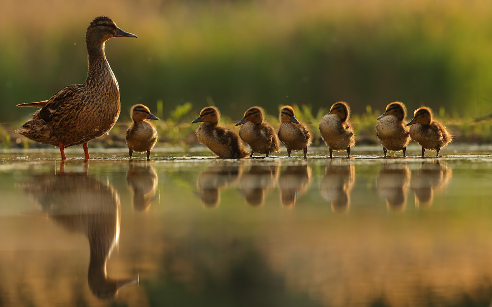 One big happy family von Assaf Gavra