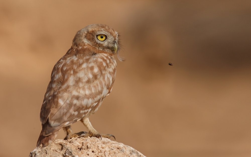 Owl Vs Bee von Assaf Gavra