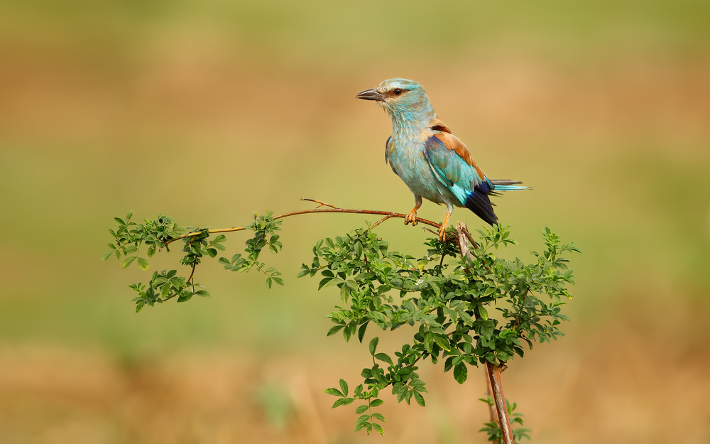 European Roller von Assaf Gavra