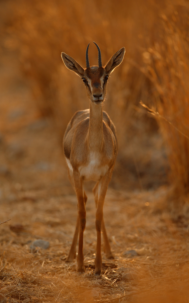 Gazella Portrait von Assaf Gavra