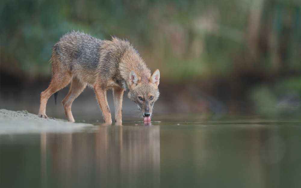 Jackal von Assaf Gavra