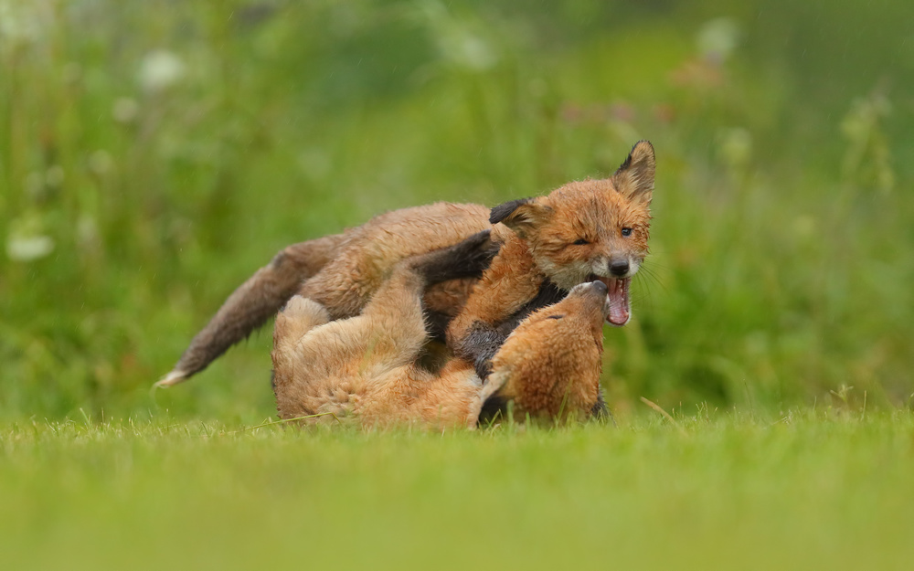 Young Foxes Play von Assaf Gavra