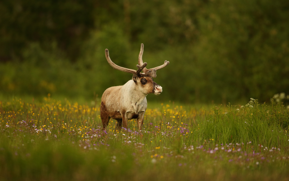 Caribou in grass land von Assaf Gavra