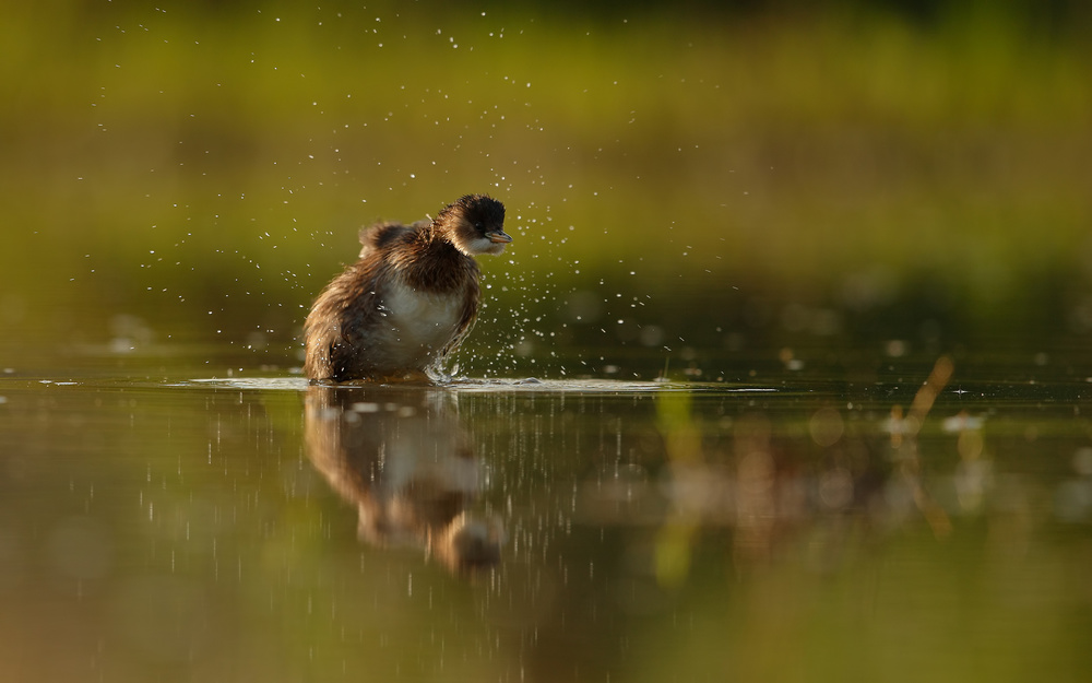 Little grebe von Assaf Gavra