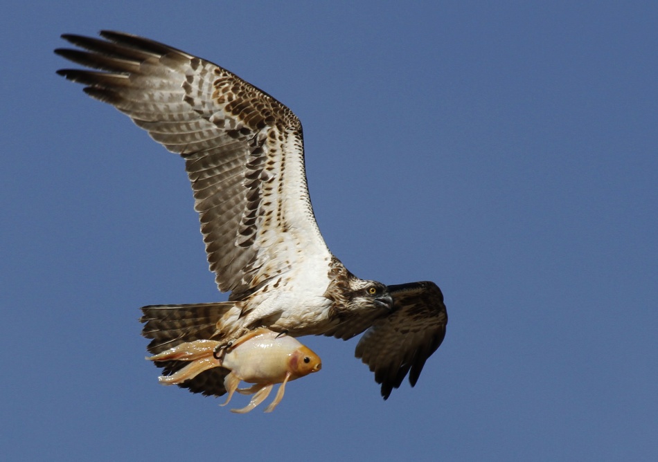 Pandion haliaetus and a Koi von Assaf Gavra