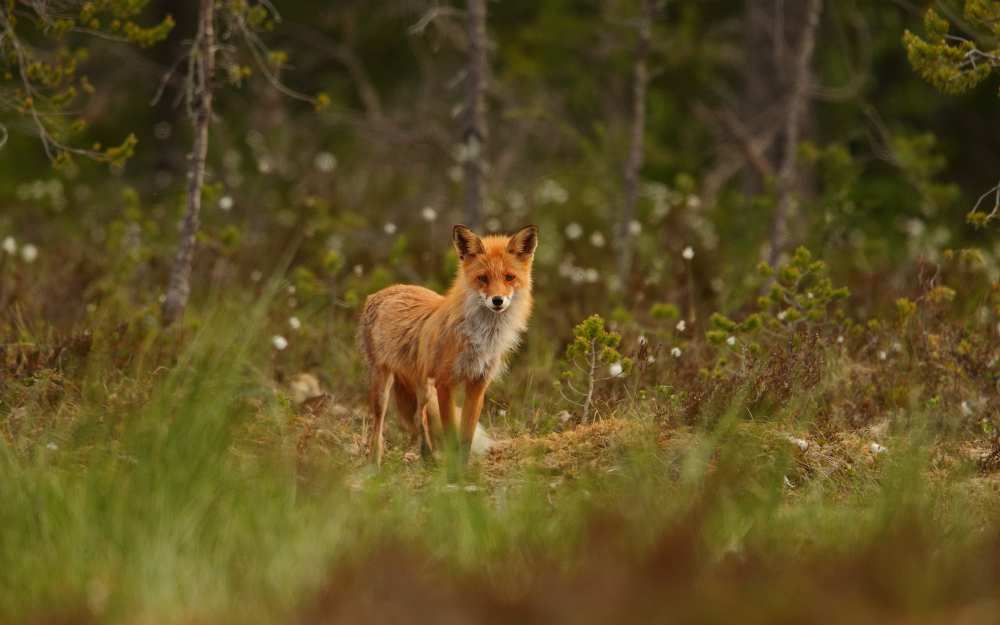 Red Fox von Assaf Gavra