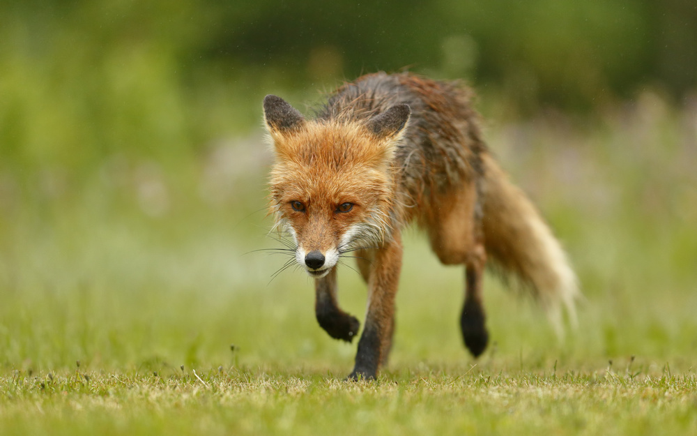 Red Fox @ Rain von Assaf Gavra