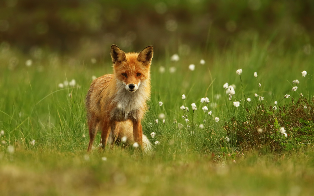 Red Fox von Assaf Gavra