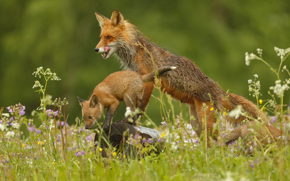 Red Fox von Assaf Gavra