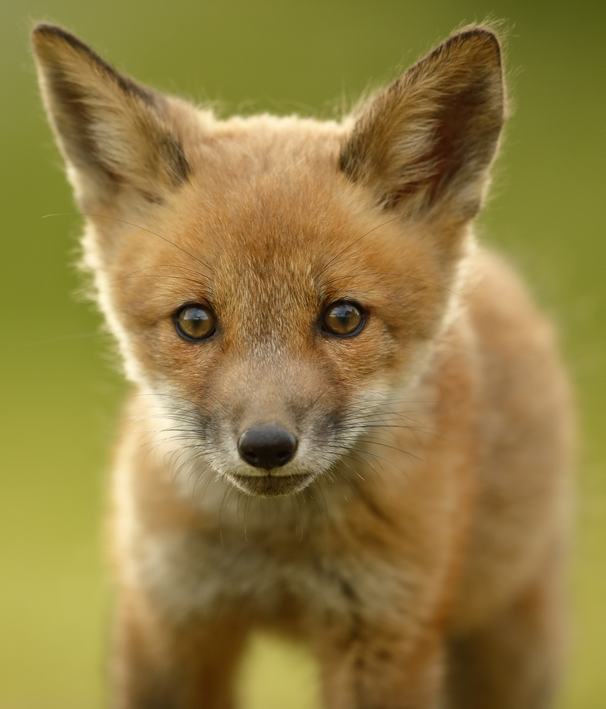 Red Fox Cub von Assaf Gavra