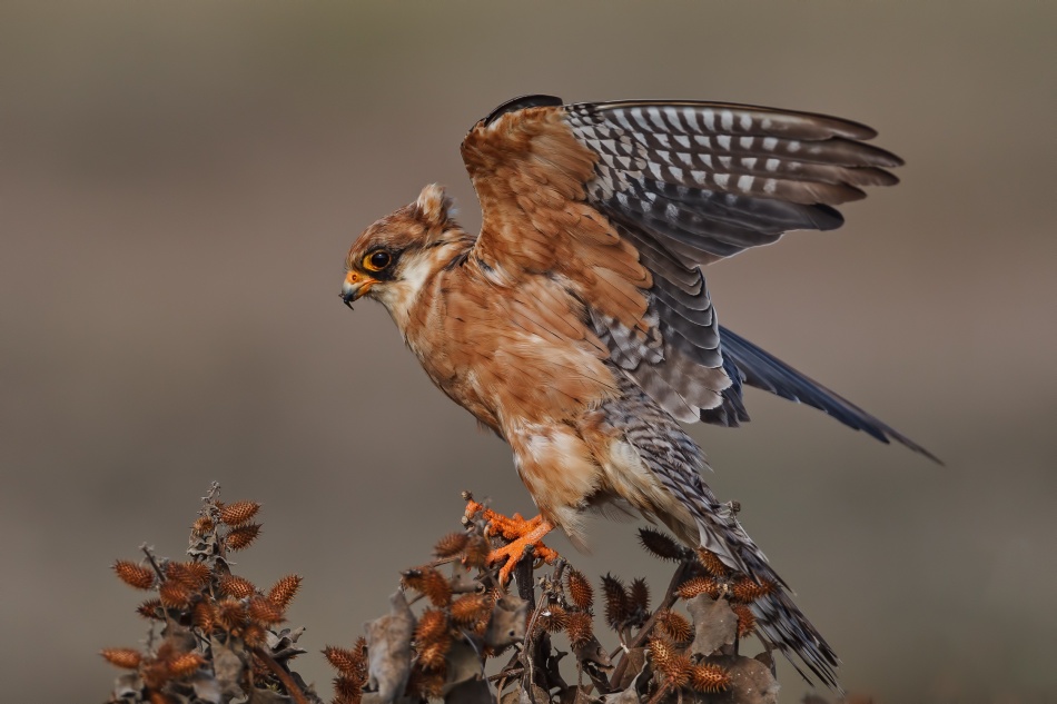 Red Foot Kestrel - Female von Assaf Gavra