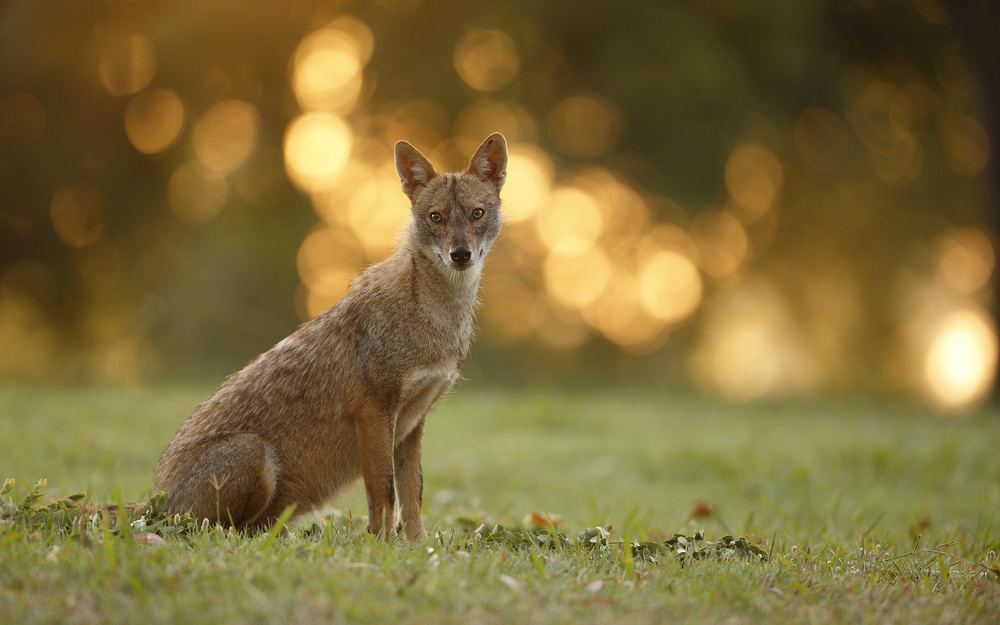 Jackal Portrait von Assaf Gavra