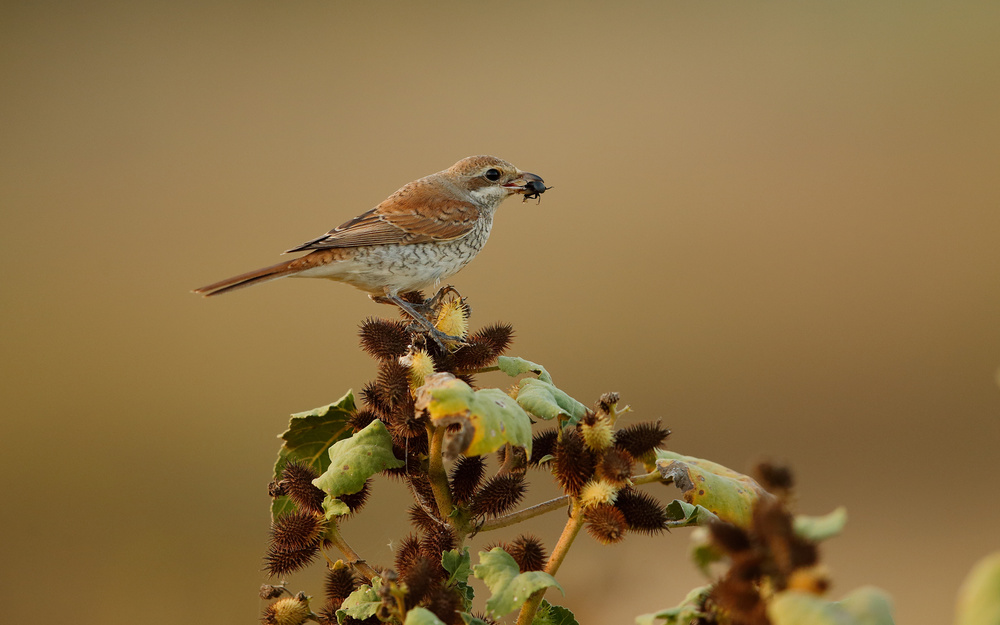 Shrike &amp; Beatle von Assaf Gavra