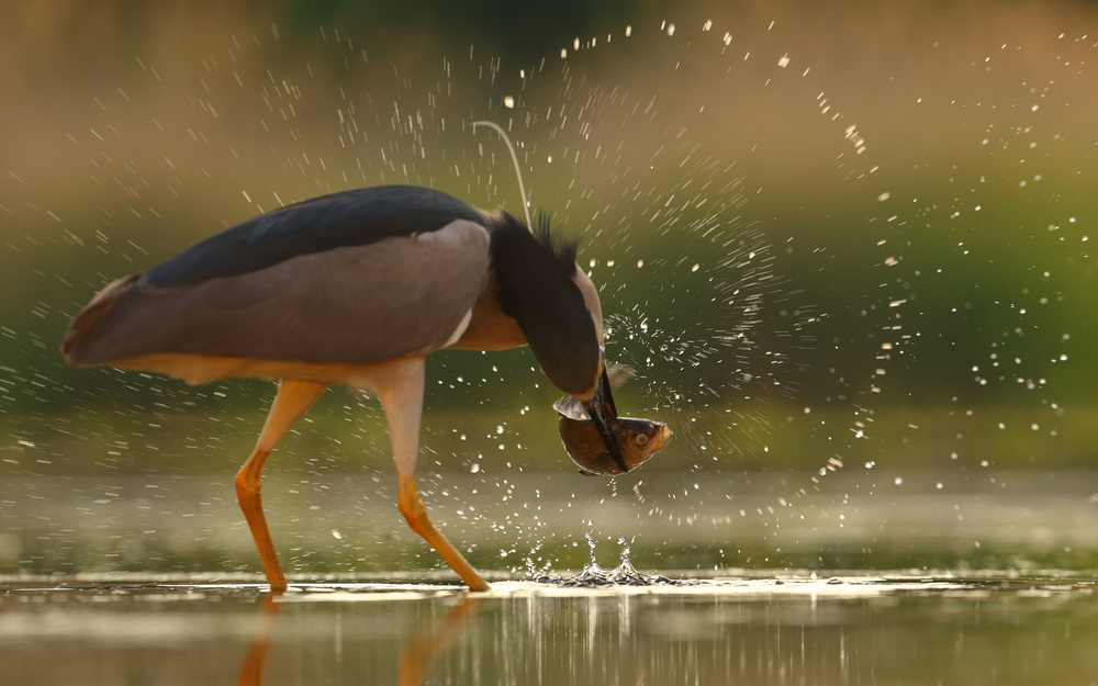 Brave Night Heron von Assaf Gavra