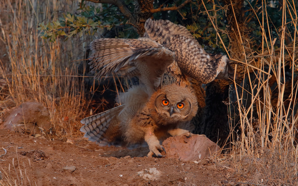 Eagle Owl von Assaf Gavra