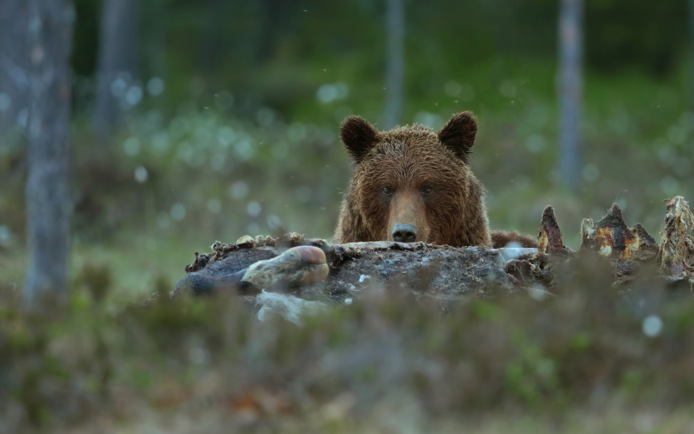 Beware - Brown Bear von Assaf Gavra