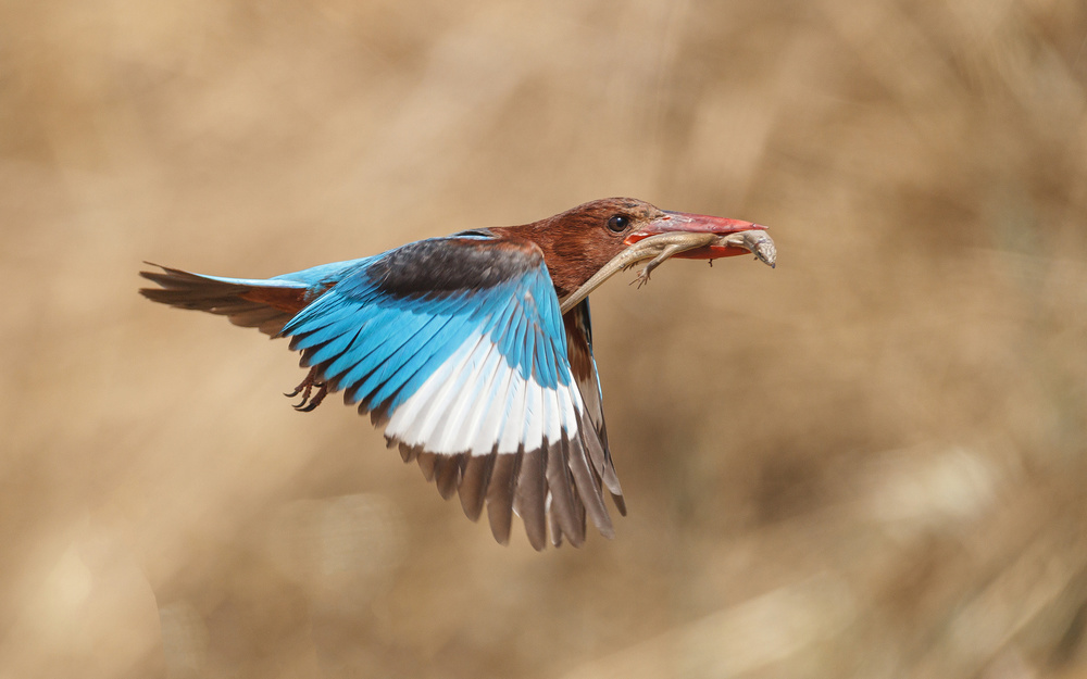 White-throated kingfisher catch von Assaf Gavra