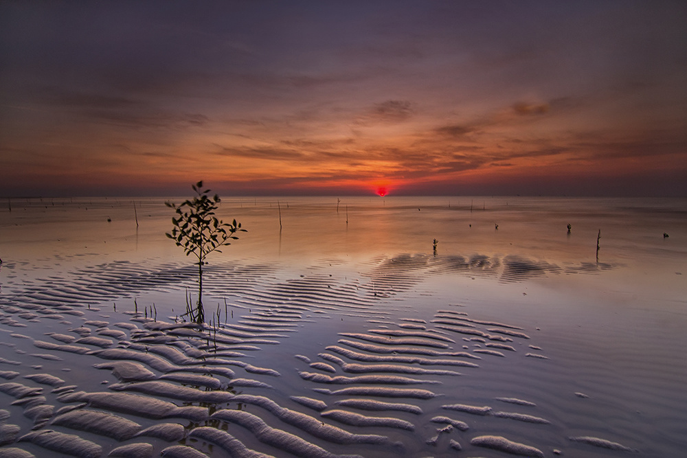 A Tree In The Sand von AswanKhan