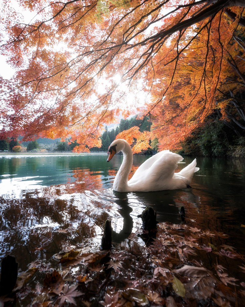 Swan Lake von Atsushi Kaneko