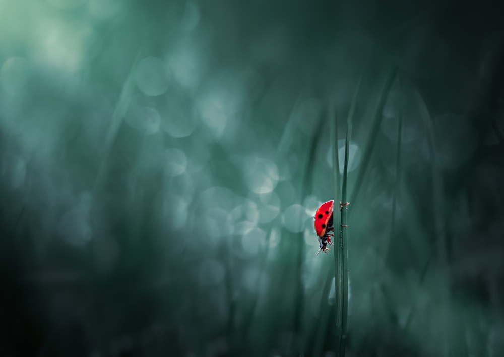 Lonely walk von Atul Saluja