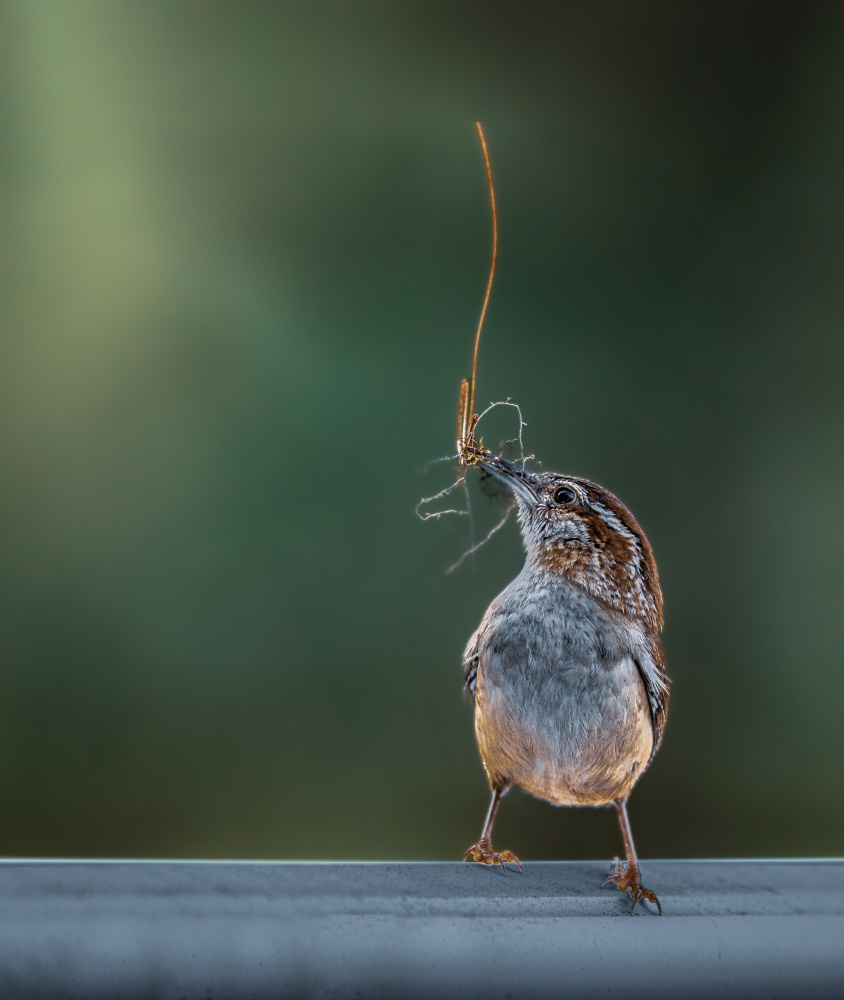 Morning light von Atul Saluja