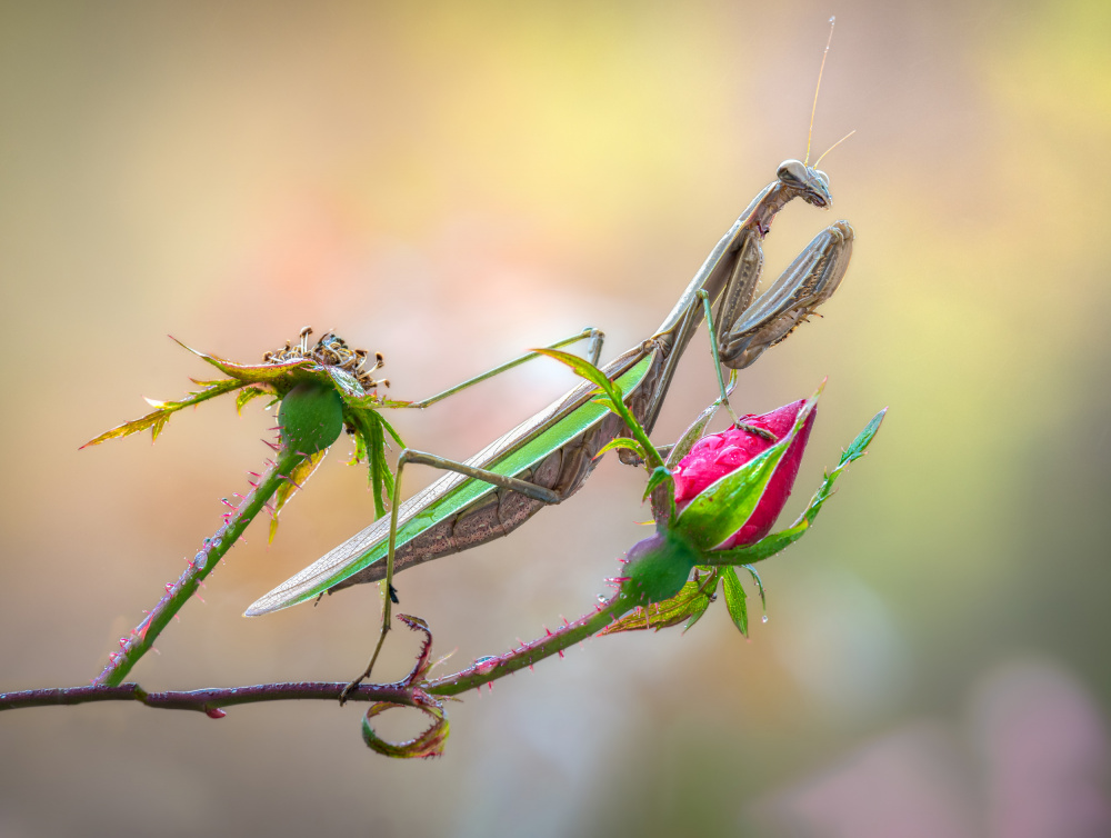 Rose lover von Atul Saluja