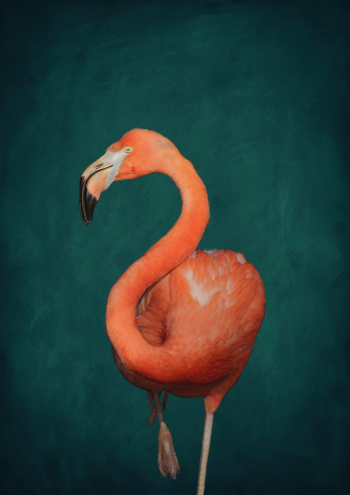 Green Flamingo von Aureous