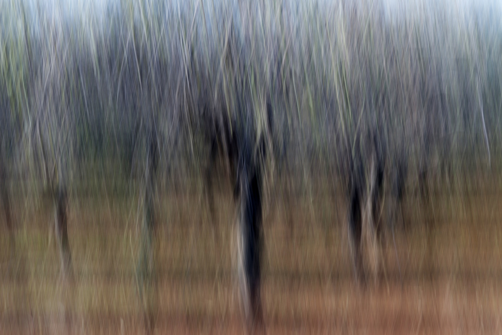 Trees in Abstract von Avi Hirschfield