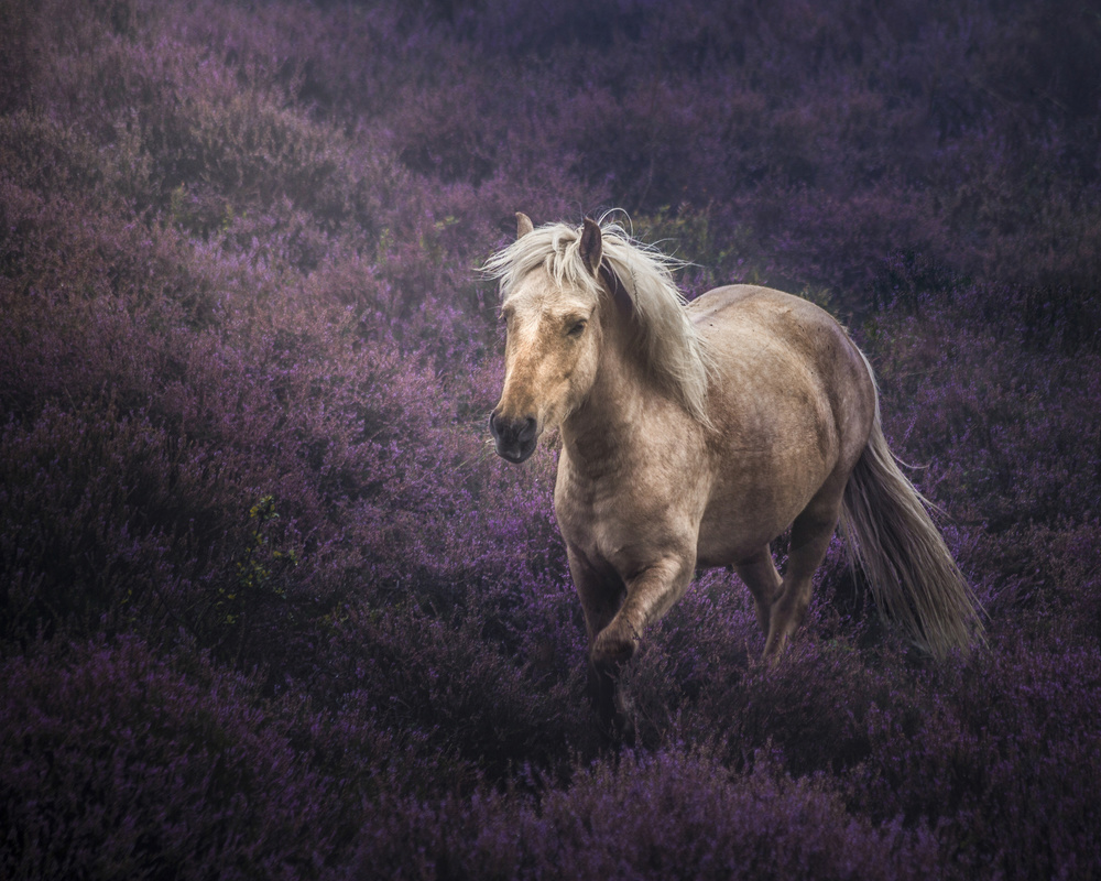 Untamed Beauty von Avishek Patra