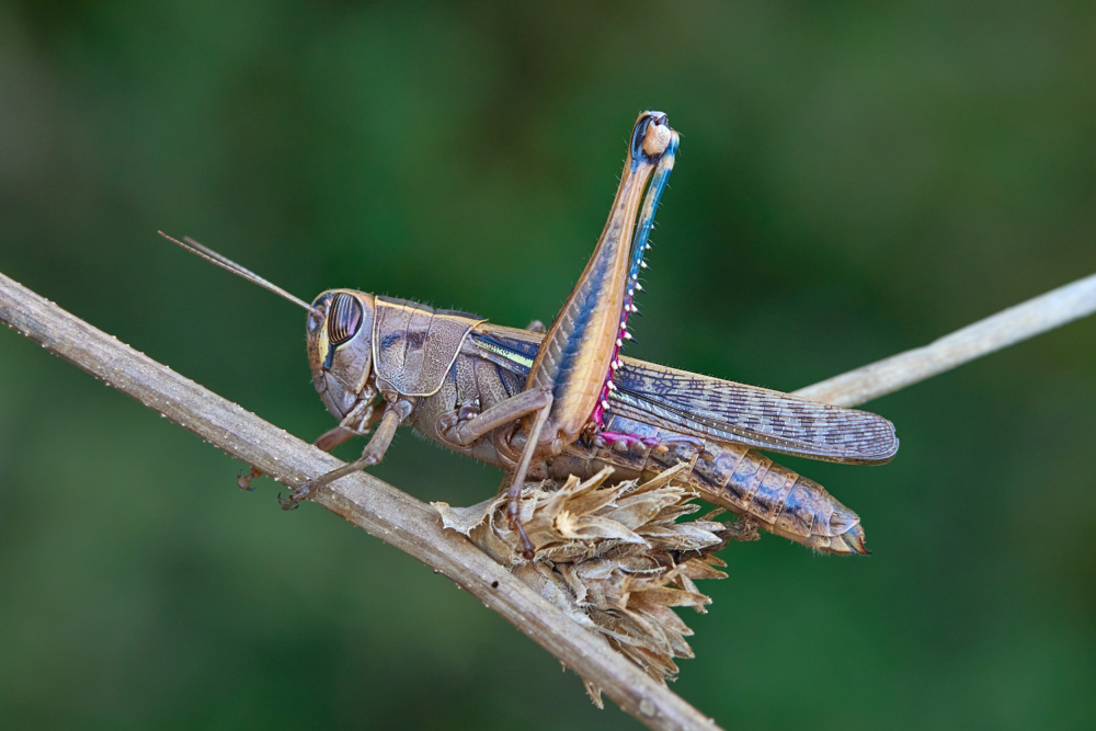 grasshopper von Avital Hershkovitz