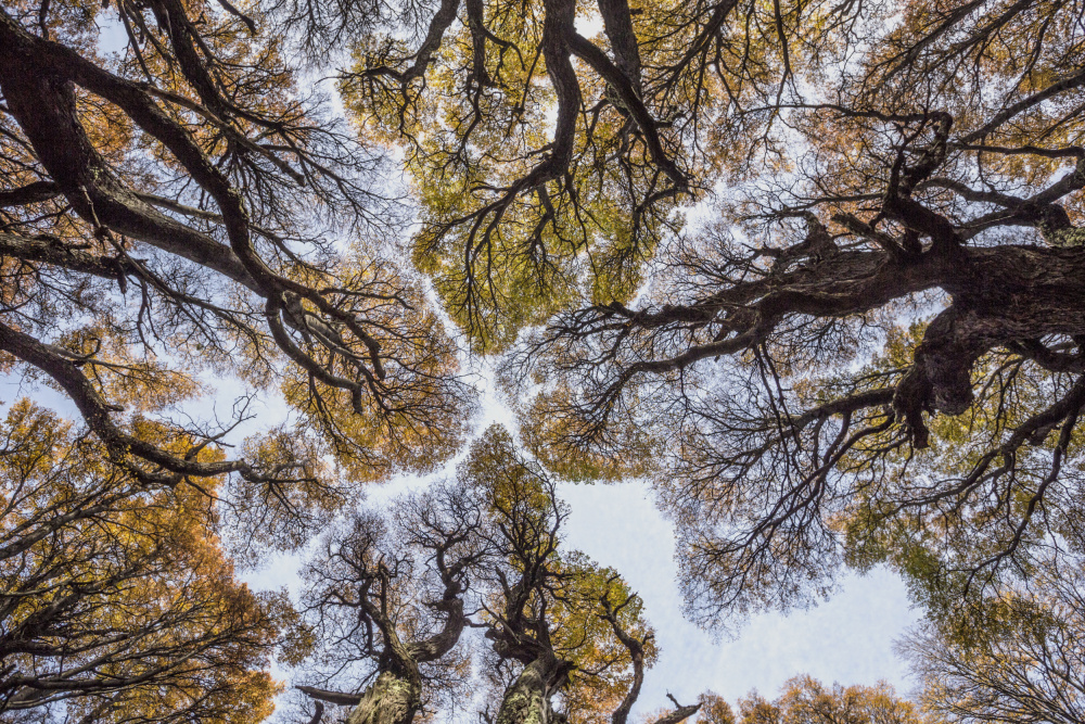 looking up von Avital Hershkovitz