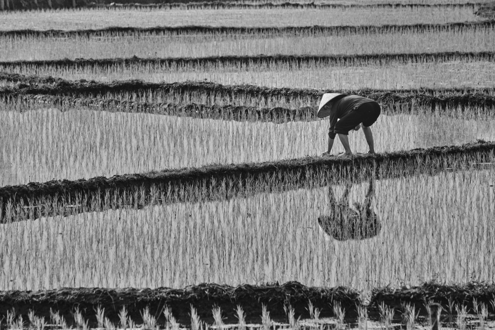 rice planting von Avital Hershkovitz