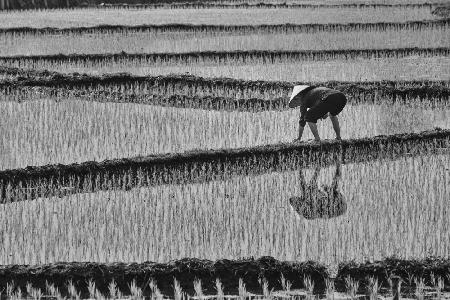 rice planting