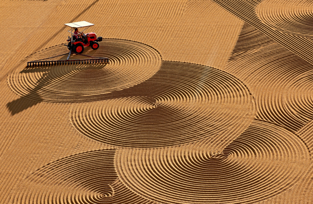 Artistic wheat drying von Ayhan Senbayrak