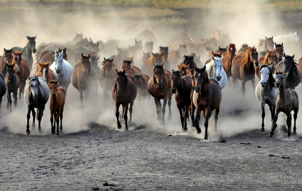 Wild  Horses von Ayhan Senbayrak