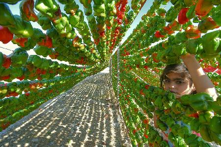 pepper harvest