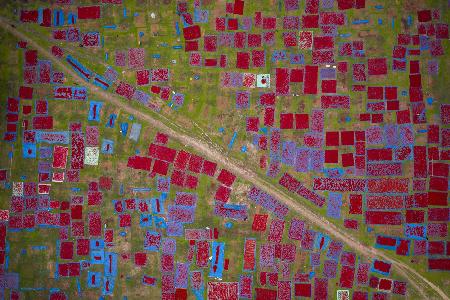 Largest red chilli field