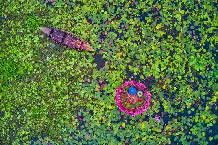 Canal of water lily