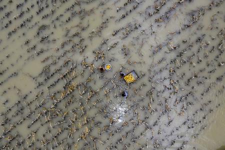 Harvesting corn into the flood water