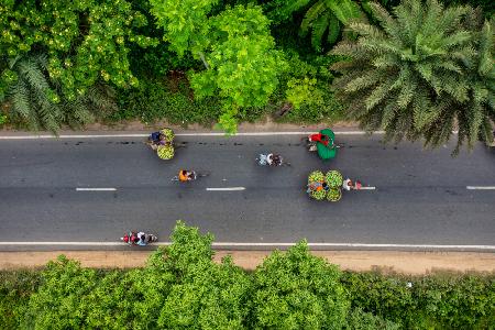 Transporting mango