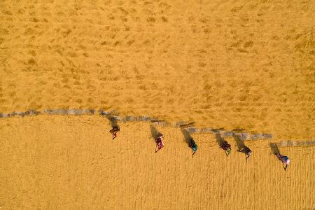 Drying rice in the sun