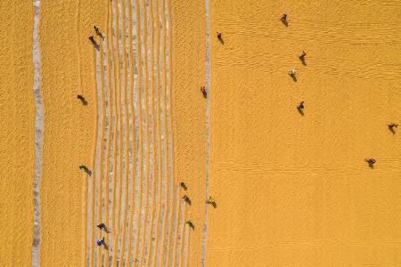 Drying rice under sunlight