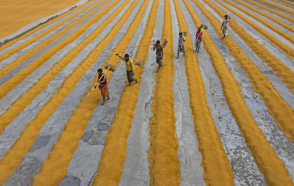 Paddy workers von Azim Khan Ronnie