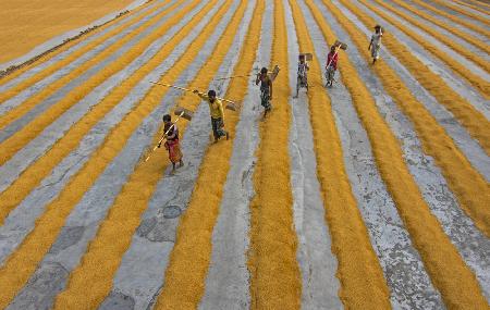 Paddy workers