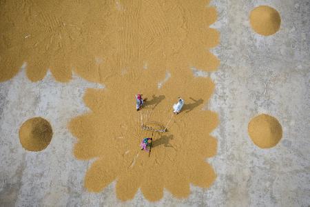 Paddy processing